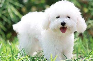 比熊可以吃手瓜吗视频,揭秘手瓜的适宜性