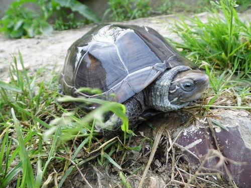 乌龟吃白瓜吗会死吗视频