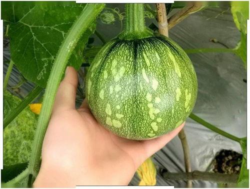 小姐姐吃云南挂蜜瓜视频,小姐姐的甜蜜诱惑之旅