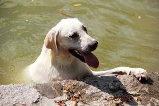 梗犬可以吃哈密瓜吗视频,揭秘哈密瓜的适宜性