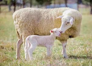 奶瓜冻了怎么养羊吃啊视频,创意视频揭秘羊儿美食新选择