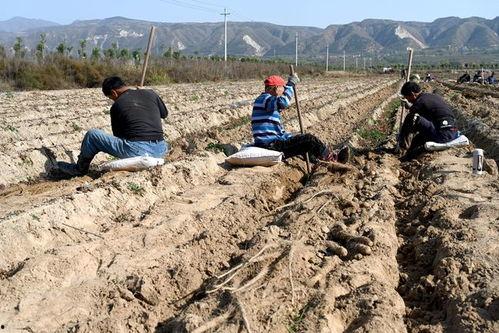 黄河滩吃瓜事件视频下载,一场引发热议的网络视频风波