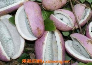 喵小咪吃八月瓜视频,萌宠美食大揭秘！