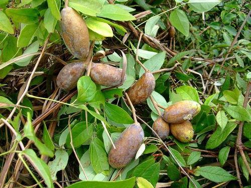 吃八月瓜的大叔视频,揭秘野生水果的独特魅力