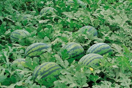 东洲农村吃瓜视频播放,揭秘乡村生活趣味瞬间